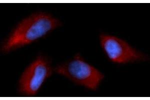 Immunofluorescence (IF) image for anti-N-Ethylmaleimide-Sensitive Factor Attachment Protein, alpha (NAPA) (AA 1-295) antibody (APC) (ABIN5568292) (NAPA 抗体  (AA 1-295) (APC))