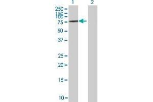 Lane 1: ZNF257 transfected lysate ( 58. (ZNF257 293T Cell Transient Overexpression Lysate(Denatured))