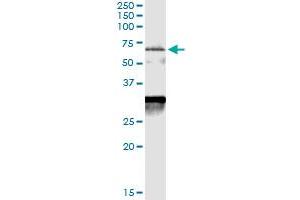 Immunoprecipitation of CDC25A transfected lysate using anti-CDC25A MaxPab rabbit polyclonal antibody and Protein A Magnetic Bead , and immunoblotted with CDC25A purified MaxPab mouse polyclonal antibody (B01P) . (CDC25A 抗体  (AA 1-524))