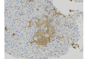ABIN6274934 at 1/100 staining Mouse liver tissue by IHC-P. (CABP7 抗体  (N-Term))
