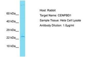 Image no. 1 for anti-CENPB DNA-Binding Domains Containing 1 (CENPBD1) (AA 55-104) antibody (ABIN6750823) (CENPBD1 抗体  (AA 55-104))
