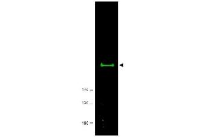 Image no. 1 for anti-Mechanistic Target of Rapamycin (serine/threonine Kinase) (mTOR) (AA 2440-2457) antibody (ABIN401320) (MTOR 抗体  (AA 2440-2457))