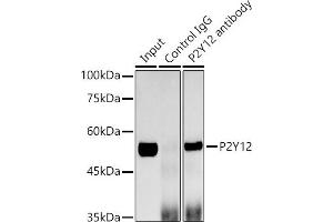 Immunoprecipitation analysis of 600 μg extracts of Mouse brain cells using 3 μg P2Y12 antibody (ABIN7269752). (P2RY12 抗体)