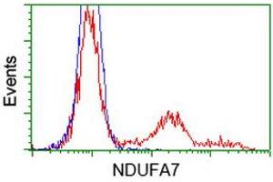 Image no. 1 for anti-NADH Dehydrogenase (Ubiquinone) 1 alpha Subcomplex, 7, 14.5kDa (NDUFA7) antibody (ABIN1499663) (NDUFA7 抗体)