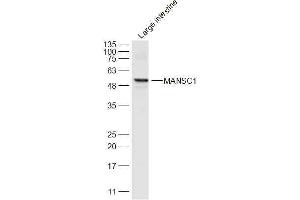 Mouse large intestine lysates probed with MANSC1 Polyclonal Antibody, Unconjugated  at 1:300 dilution and 4˚C overnight incubation. (MANSC1 抗体  (AA 27-130))