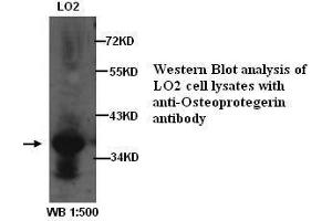 Image no. 2 for anti-Tumor Necrosis Factor Receptor Superfamily, Member 11b (TNFRSF11B) antibody (ABIN790903) (Osteoprotegerin 抗体)