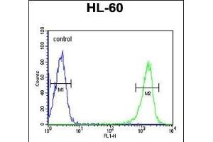 PSME1 Antibody (C-term) (ABIN651448 and ABIN2840245) flow cytometric analysis of HL-60 cells (right histogram) compared to a negative control cell (left histogram). (PSME1 抗体  (C-Term))