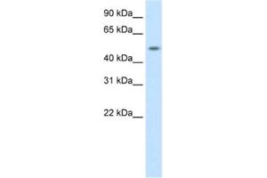 Western Blotting (WB) image for anti-DMRT-Like Family A1 (DMRTA1) antibody (ABIN2461550) (DMRTA1 抗体)
