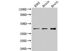 Western Blot Positive WB detected in: K562 whole cell lysate, Rat brain tissue, Mouse brain tissue All lanes: VPS26B antibody at 3. (VPS26B 抗体  (AA 1-336))