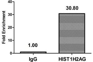 Chromatin Immunoprecipitation Hela (4*10 6 ) were treated with Micrococcal Nuclease, sonicated, and immunoprecipitated with 5 μg anti-HIST1H2AG (ABIN7139609) or a control normal rabbit IgG. (HIST1H2AG 抗体  (meLys9))