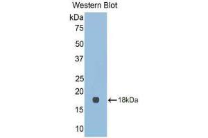 Western Blotting (WB) image for anti-Lectin, Galactoside-Binding, Soluble, 9C (LGALS9C) (AA 17-148) antibody (ABIN1858957) (LGALS9C 抗体  (AA 17-148))
