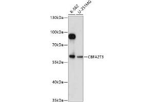 Western blot analysis of extracts of various cell lines, using CBFT3 antibody (ABIN7266502) at 1:1000 dilution. (CBFA2T3 抗体  (AA 305-390))