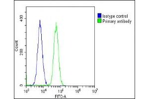 Overlay histogram showing U-2 OS cells stained with (ABIN652702 and ABIN2842467)(green line). (BMI1 抗体)