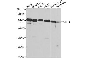 Western blot analysis of extracts of various cell lines, using CALR antibody. (Calreticulin 抗体)