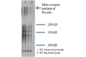 Western Blot analysis of Rat and mouse brain lysates showing detection of Piccolo protein using Mouse Anti-Piccolo Monoclonal Antibody, Clone 6H9-B6 . (Piccolo 抗体  (Atto 594))