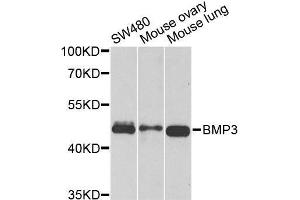 Western blot analysis of extracts of various cell lines, using BMP3 antibody. (BMP3 抗体  (AA 243-472))
