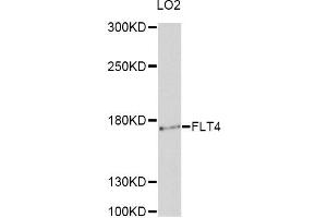 Western blot analysis of extracts of LO2 cells, using FLT4 antibody. (FLT4 抗体)
