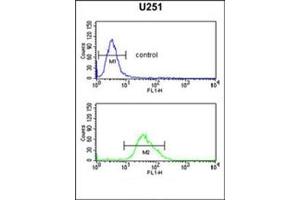 Flow cytometric analysis of U251 cells using FOXG1 Antibody (Center) Cat. (FOXG1 抗体  (Middle Region))