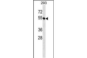 Western blot analysis in 293 cell line lysates (35ug/lane). (BTN2A1 抗体  (C-Term))