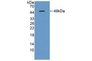 Detection of Recombinant IL10, Canine using Polyclonal Antibody to Interleukin 10 (IL10) (IL-10 抗体  (AA 21-181))