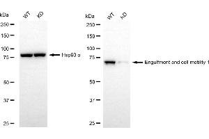 Western blotting analysis using engulfment and cell motility 1 antibody (ABIN7798445). (Recombinant ELMO1 抗体)