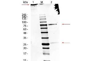 SDS-Page of Sheep IgM Whole Molecule.