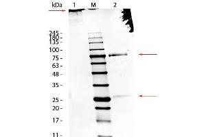 SDS-Page of Sheep IgM Whole Molecule. (绵羊 IgM 同型对照)