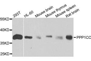 Western blot analysis of extracts of various cells, using PPP1CC antibody. (PPP1CC 抗体)