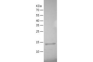 Western Blotting (WB) image for Interleukin 1 alpha (IL1A) (AA 115-270) protein (His tag) (ABIN7123511)