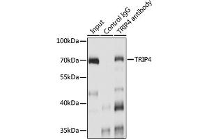 Immunoprecipitation analysis of 200 μg extracts of A-549 cells using 3 μg TRIP4 antibody (ABIN7270824). (TRIP4 抗体  (AA 282-581))