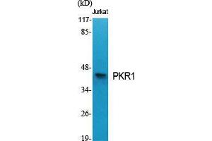 Western Blot (WB) analysis of specific cells using PKR1 Polyclonal Antibody. (Prokineticin Receptor 1 抗体  (N-Term))