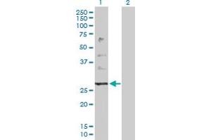 Western Blot analysis of PTPLB expression in transfected 293T cell line by PTPLB MaxPab polyclonal antibody. (PTPLB 抗体  (AA 1-254))