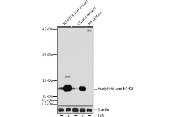 Histone H4 抗体  (acLys8)