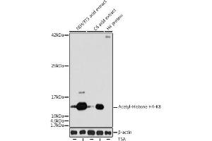 Western blot analysis of extracts of various cell lines, using Acetyl-Histone H4-K8 antibody (ABIN7267747) at 1:1000 dilution. (Histone H4 抗体  (acLys8))