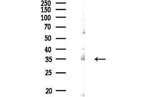 Western blot analysis of lysates from Hela cells(UV 30 min treatment), using OR6Q1 Antibody at 1/1000 dilution.
