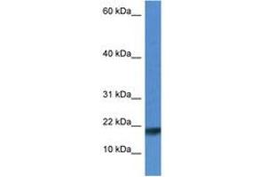 Image no. 1 for anti-Iron-sulfur cluster assembly enzyme ISCU, mitochondrial (ISCU) (N-Term) antibody (ABIN6746433) (ISCU 抗体  (N-Term))