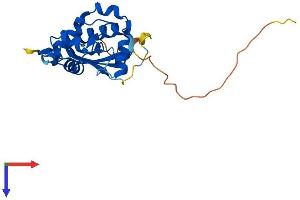 MGMT Protein (AA 1-211) (His tag)