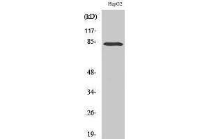 Western Blotting (WB) image for anti-RB-Associated KRAB Zinc Finger (RBAK) (N-Term) antibody (ABIN3177164) (RBAK 抗体  (N-Term))
