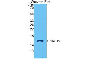 Detection of Recombinant GDF15, Human using Polyclonal Antibody to Growth Differentiation Factor 15 (GDF15) (GDF15 抗体  (AA 195-308))