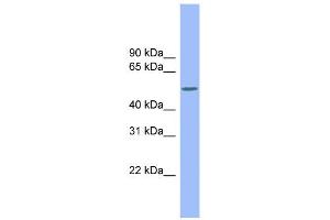 WB Suggested Anti-CSF1 Antibody Titration:  0. (M-CSF/CSF1 抗体  (Middle Region))