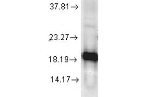 Western blot analysis of Human Cell line lysates showing detection of SOD1 protein using Rabbit Anti-SOD1 Polyclonal Antibody . (SOD1 抗体  (Atto 594))