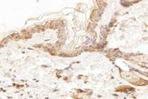 Immunohistochemistry analysis of paraffin-embedded mouse skin using,KCNK7 (ABIN7075149) at dilution of 1: 1200 (KCNK7 抗体)