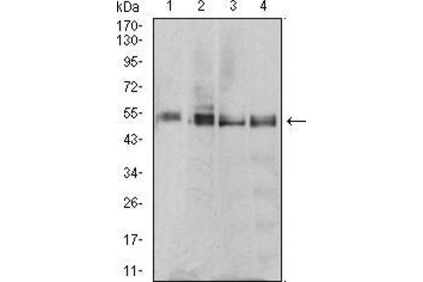 MTRF1 抗体  (AA 288-437)