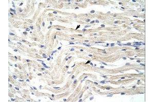 Image no. 1 for anti-Elongation Factor RNA Polymerase II (ELL) (N-Term) antibody (ABIN202827) (ELL 抗体  (N-Term))
