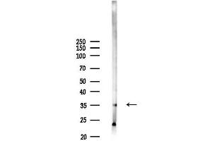 anti-SRR1 Domain Containing (SRRD) antibody