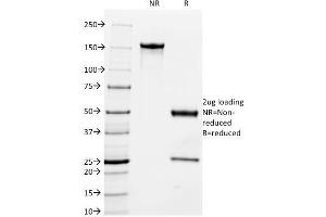 SDS-PAGE Analysis Purified Milk Fat Globule Monoclonal Antibody (MFG-06). (MFGE8 抗体)