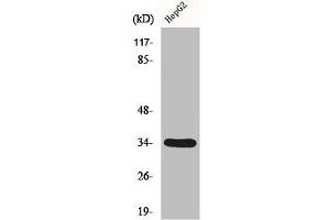 Western Blot analysis of HepG2 cells using DHRS4 Polyclonal Antibody (DHRS4 抗体  (C-Term))