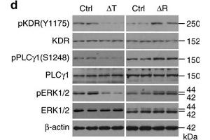 Western Blotting (WB) image for anti-Mitogen-Activated Protein Kinase 1 (MAPK1) (AA 200-300) antibody (ABIN3020728)