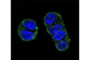 Immunofluorescence (IF) image for anti-Folate Hydrolase (Prostate-Specific Membrane Antigen) 1 (FOLH1) (AA 161-190) antibody (ABIN3030978)