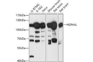 Western blot analysis of extracts of various cell lines, using HSPL antibody (ABIN7267581) at 1:1000 dilution. (HSPA4L 抗体  (AA 500-600))